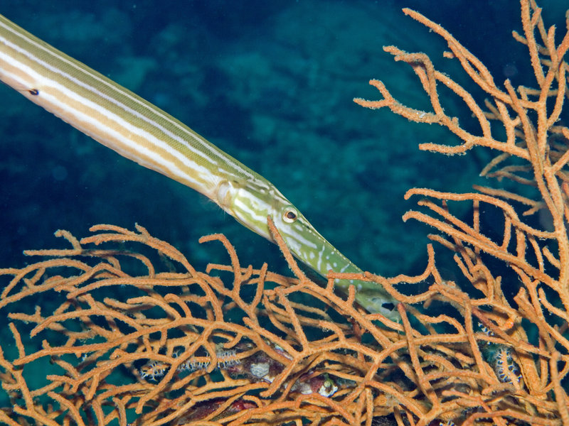 Flute fish, Ko Bida